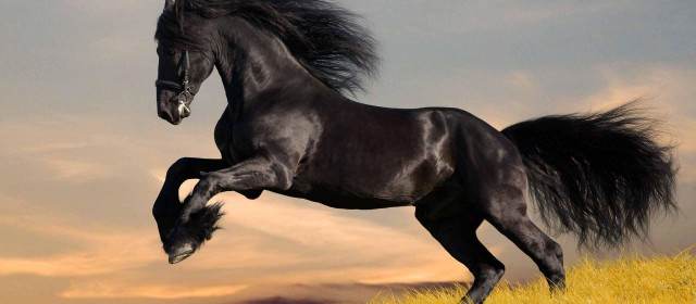 Benefits of Hemp Seed Oil in Equine Nutrition