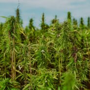Hemp as a Answer to Heavy Steel Contamination: The Potential of Phytoremediation