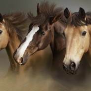 Equine Nutrition Recommends Hempseed Oil