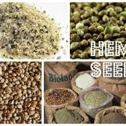 The Crunch? Conscious Foodies Wanna Know: Raw vs. Roasted Hemp Seeds?